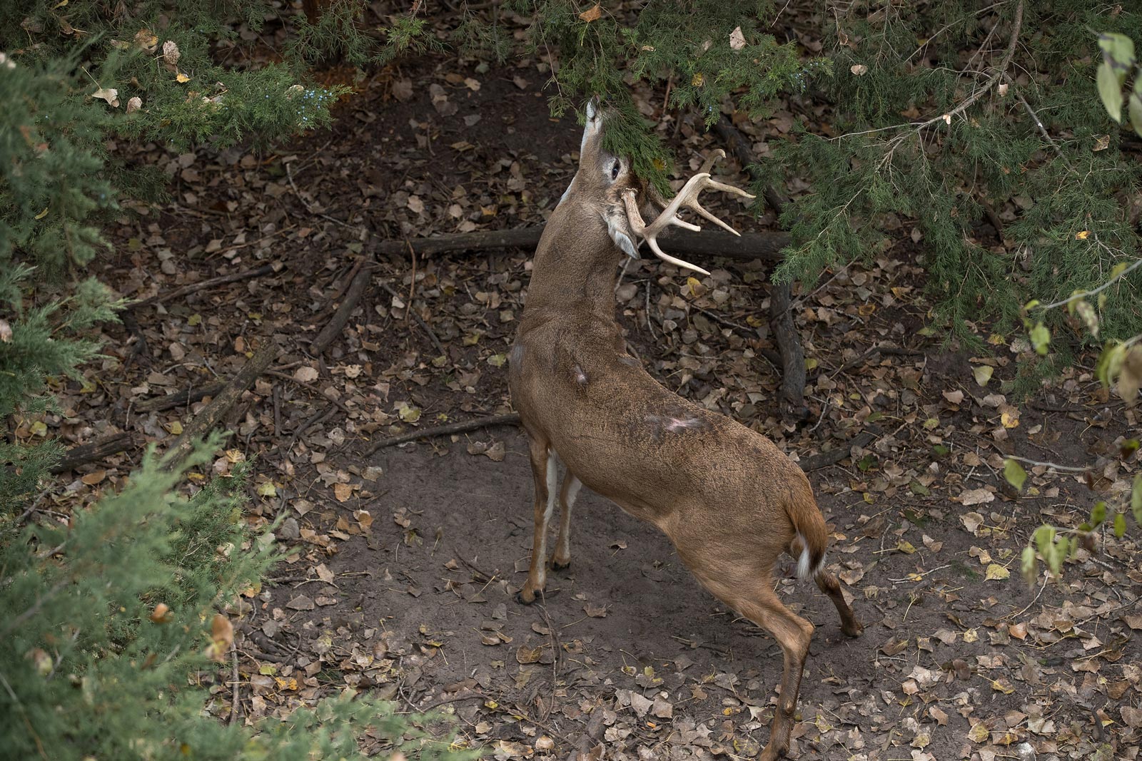 How To Know The Rut Is Near Hunterra Maps